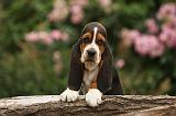 BASSET HOUND 135